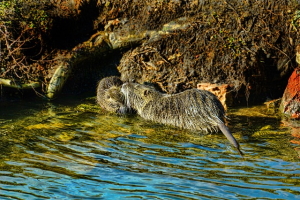 Segnalare la presenza di nutrie sul territorio